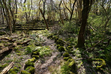 mossy rocks and old trees in the sunlight