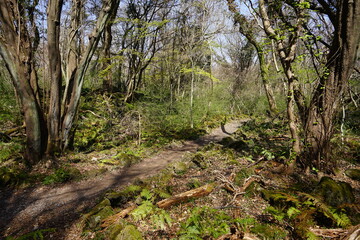 early spring forest with path
