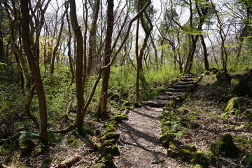 Fototapeta na wymiar early spring forest with path 