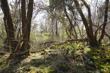 fallen trees in early spring forest