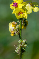 Verbascum nigrum flower in meadow, close up shoot