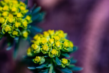 Euphorbia cyparissias flower growing in meadow