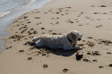 Psy zabawa na plaży  © wedrownik52
