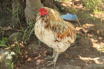 クリっとした目のニワトリ