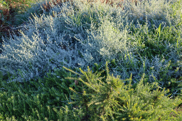 ground cover plants in landscape in morning sunlight