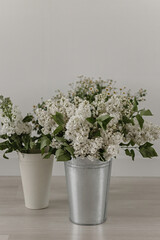 Spring flowers in flowerpots on a white background. Place for text. Mattiola, matrikaria, chamomile, lilac