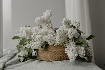 White lilac in a basket in the interior. Lilac on the window on a gray background
