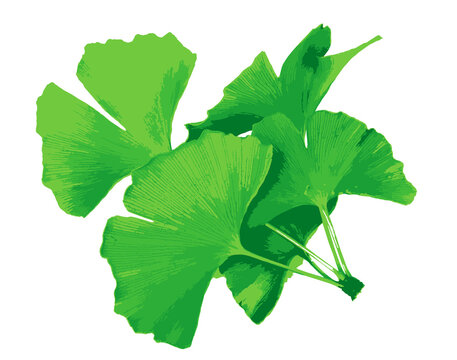 Ginkgo biloba, commonly known as ginkgo or gingko also known as the maidenhair tree, is a species of tree native to China