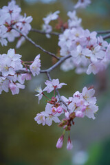 雪山に咲く山桜のアップ