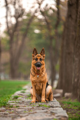 German shepherd in a green park in spring