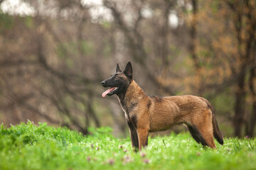 Belgian shepherd in a green park in spring