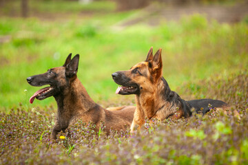Belgian shepherd in a green park in spring