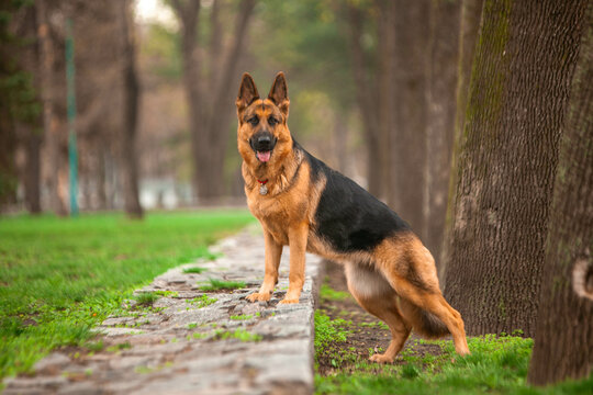 German shepherd in a green park in spring