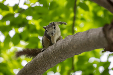 Cute squirrel perched on a branch of a tree, doing a nice action pose with his right front leg on the branch and lift the left front leg up. Urban wildlife
