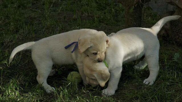 Cute yellow puppies Labrador Retriever playing in green grass, 4k