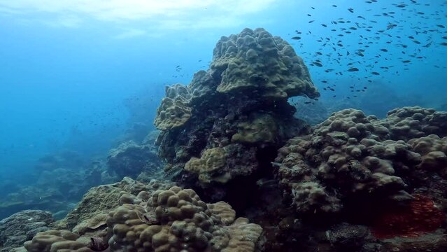 Under water scuba diving film - camera passing around pointy coral with abundance of small fish - Southern Thailand