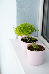 Home growing greenery in pots on windowsill. Small sprouts of salad, basil and spinet on balcony at sunny day.