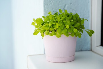 Home growing greenery in pot on windowsill. Small sprouts of cress salad on balcony at sunny day.