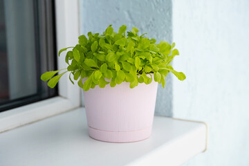 Home growing greenery in pot on windowsill. Small sprouts of cress salad on balcony at sunny day.