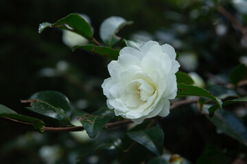 A beautiful white Camellia Japonica, with a blurred green background , this is commonly known as a Camellia