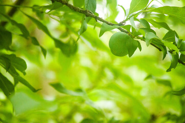 close-up of wild plums