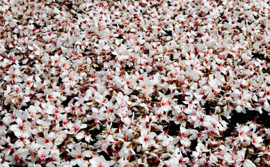 close-up of tung flowers