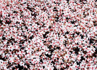 close-up of tung flowers