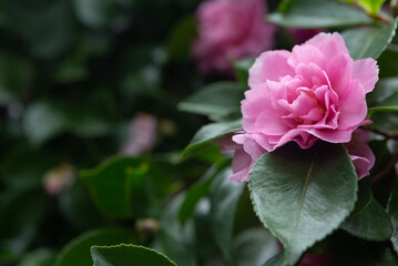 background, beautiful, beauty, bloom, blooming, blossom, blossoming, botanical, bright, bush, camelia, camelia japonica, camellia, camellia flower, camellia japonica, close up, closeup, color, common 