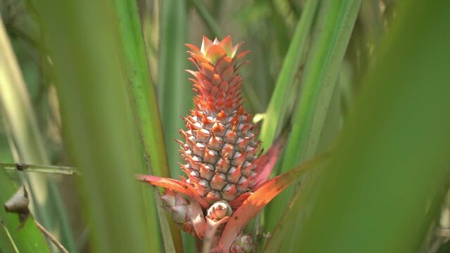 The pineapple is a tropical plant with an edible fruit; it is the most economically significant plant in the family Bromeliaceae.