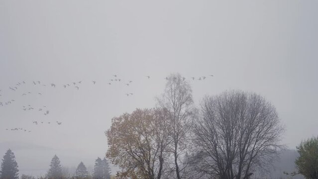 A flock of the wild birds in the pale autumn sky. Wild geese autumn migration. Slow-motion.
