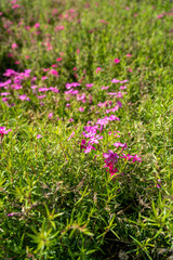 ヤマサ蒲鉾株式会社の芝桜