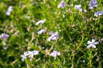 ヤマサ蒲鉾株式会社の芝桜