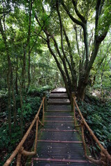 Fototapeta na wymiar fine boardwalk through dense summer forest