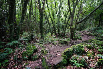 mossy trees and rocks in deep forest
