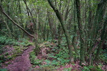 Obraz premium mossy trees and rocks in deep forest 