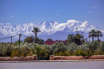 Fototapeta premium マラケシュ旧市街