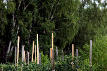 Common Stonechat bird sitting on wooden pole in garden. Saxicola torquata.