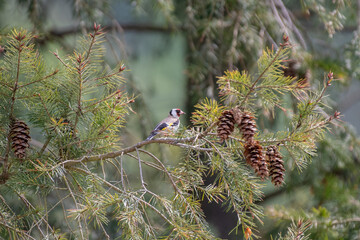 goldfinch, carduelis in pine tree