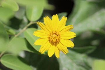 Cambodia. Coreopsis lanceolata, the lance-leaved coreopsis, is a North American species of tickseed in the family Asteraceae. Siem Reap province.