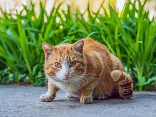 Homeless red-headed cat is looking at camera outdoors