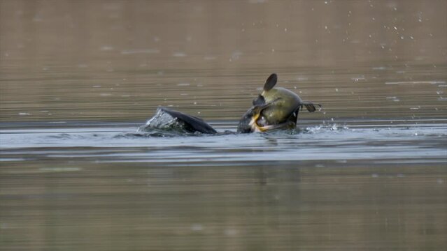 Slow motion of wild Cormorant hunting and catching fish inside lake during daytime - prores 422 high quality close up