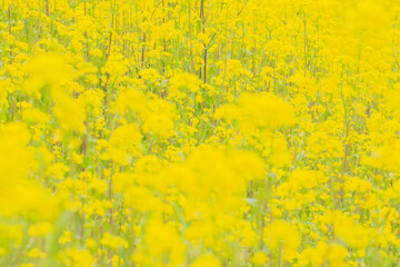 一面の菜の花／埼玉県川島町

