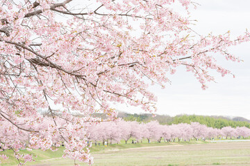 北浅羽桜堤公園の桜並木／埼玉県坂戸市
