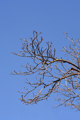 Common horse chestnut