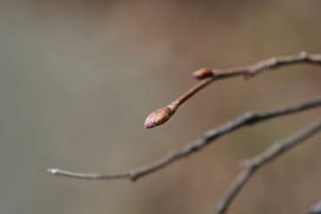 Common hazel