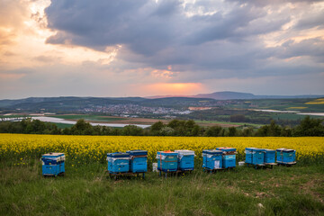 Obraz premium beehives at a rapeseed field