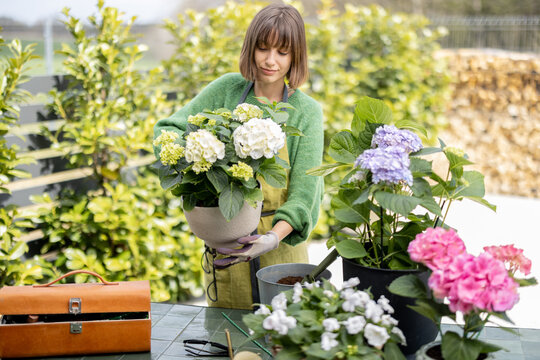 Young woman taking care of flowers in the garden. Cheerful housewife in apron replanting hydrangeas in pots outdoors. Concept of gardening and floristics