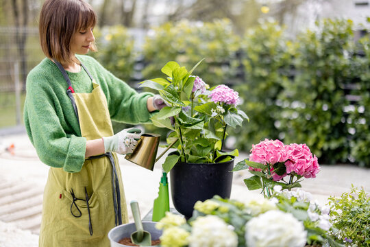 Young woman taking care of flowers in the garden. Cheerful florist or housewife watering hydrangeas. Concept of gardening and floristics