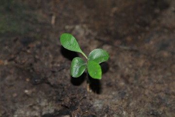 green saplings are growing on the black wood floor and the fungus is a natural ecosystem ready to grow into a big tree and the natural breathing system of the green world.
