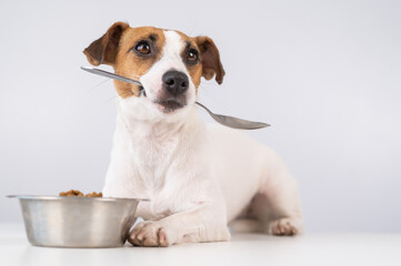 Jack Russell Terrier dog lies near a bowl of dry food and holds a spoon in his mouth on a white...